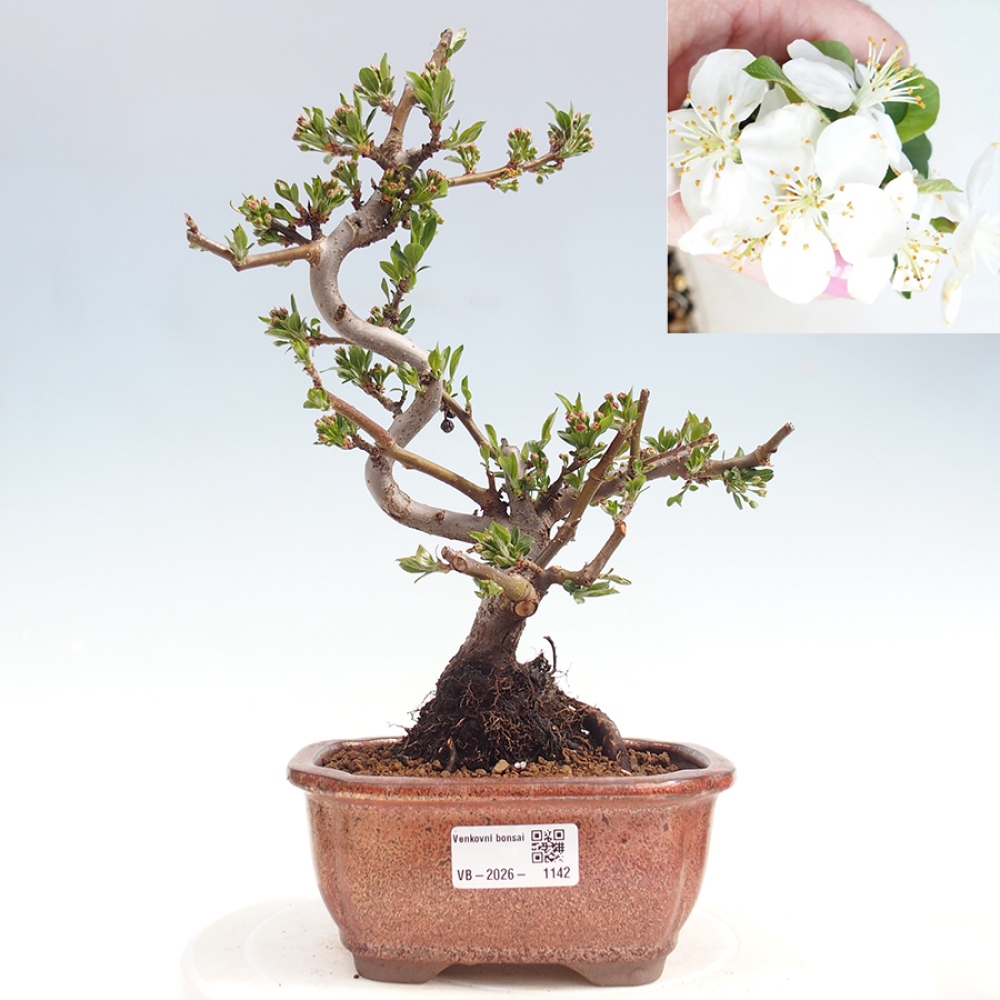 Outdoor bonsai - Malus sargentii - Small-fruited apple tree