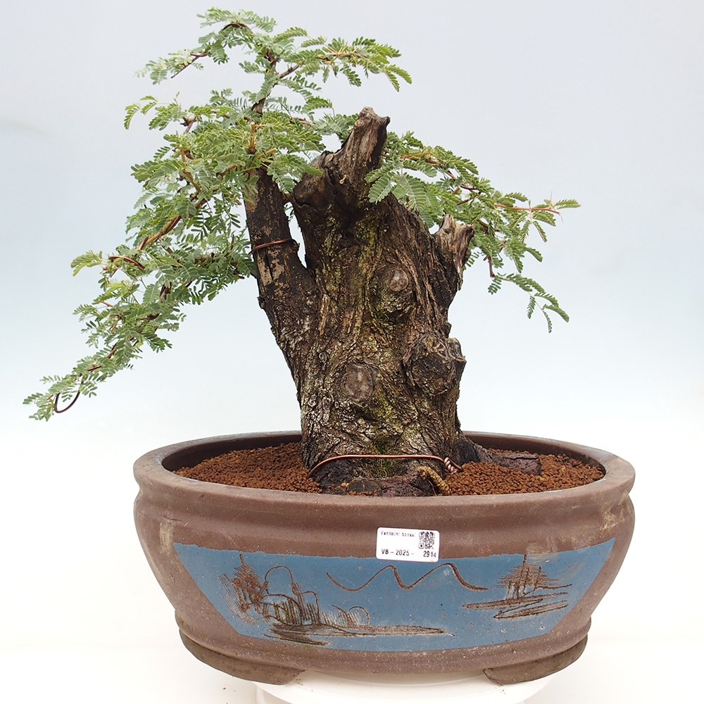 Indoor bonsai - Akacia Arabica