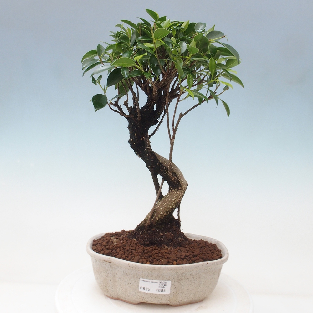 Indoor bonsai - Ficus retusa - small ficus