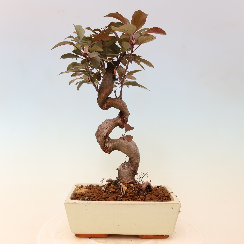 Outdoor bonsai -Malus domestica - Small-fruited red-leaved apple tree