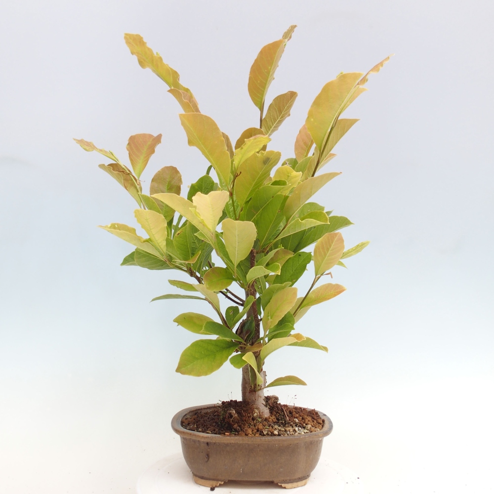 Outdoor bonsai - Magnolia loebneri merrill - Magnolia