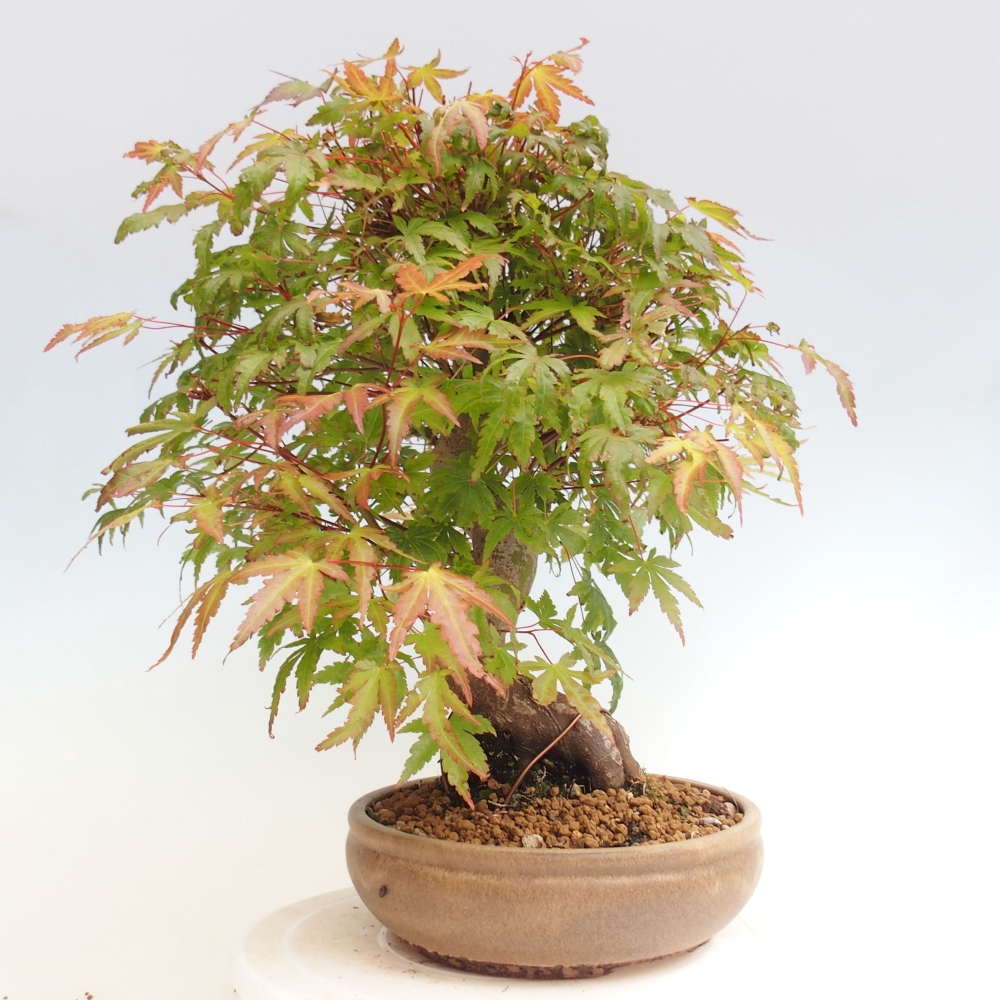 Outdoor bonsai - Maple - Acer palmatum