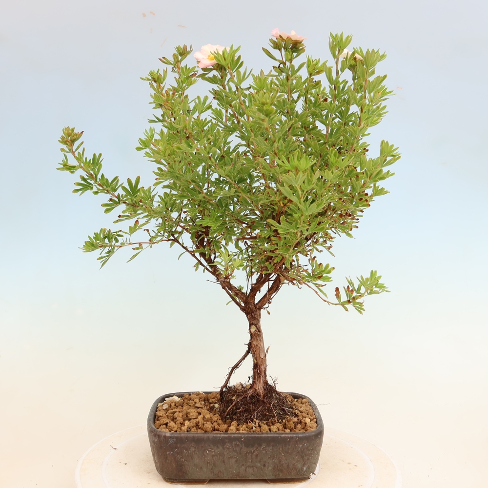 Outdoor Bonsai—Shrubby Cinquefoil - Potentilla fruticosa 'Bellissima'
