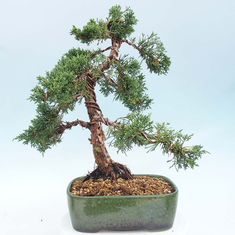 Outdoor bonsai - Juniperus chinensis Kishu - Chinese juniper