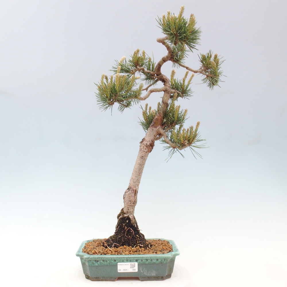 Outdoor bonsai - Pinus Sylvestris - Scots pine