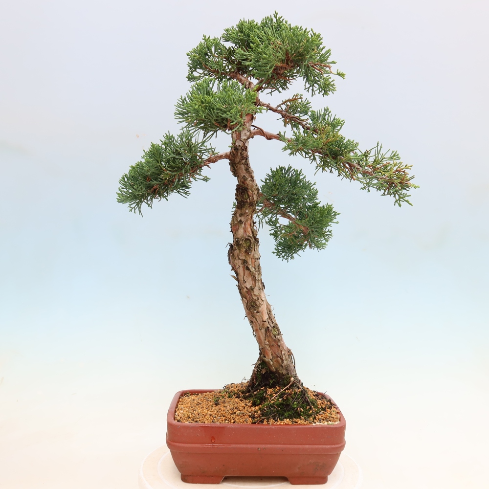 Outdoor bonsai - Juniperus chinensis Kishu
