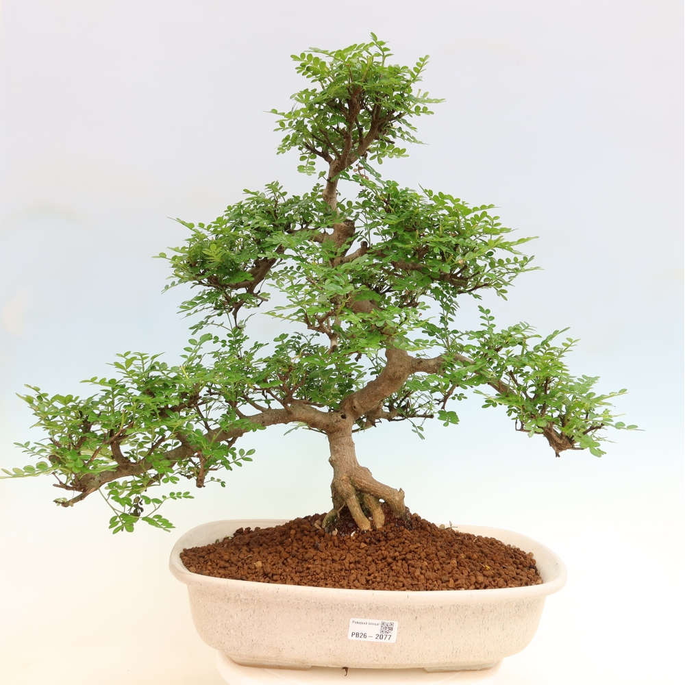 Room bonsai - Zantoxylum piperitum - pepper tree