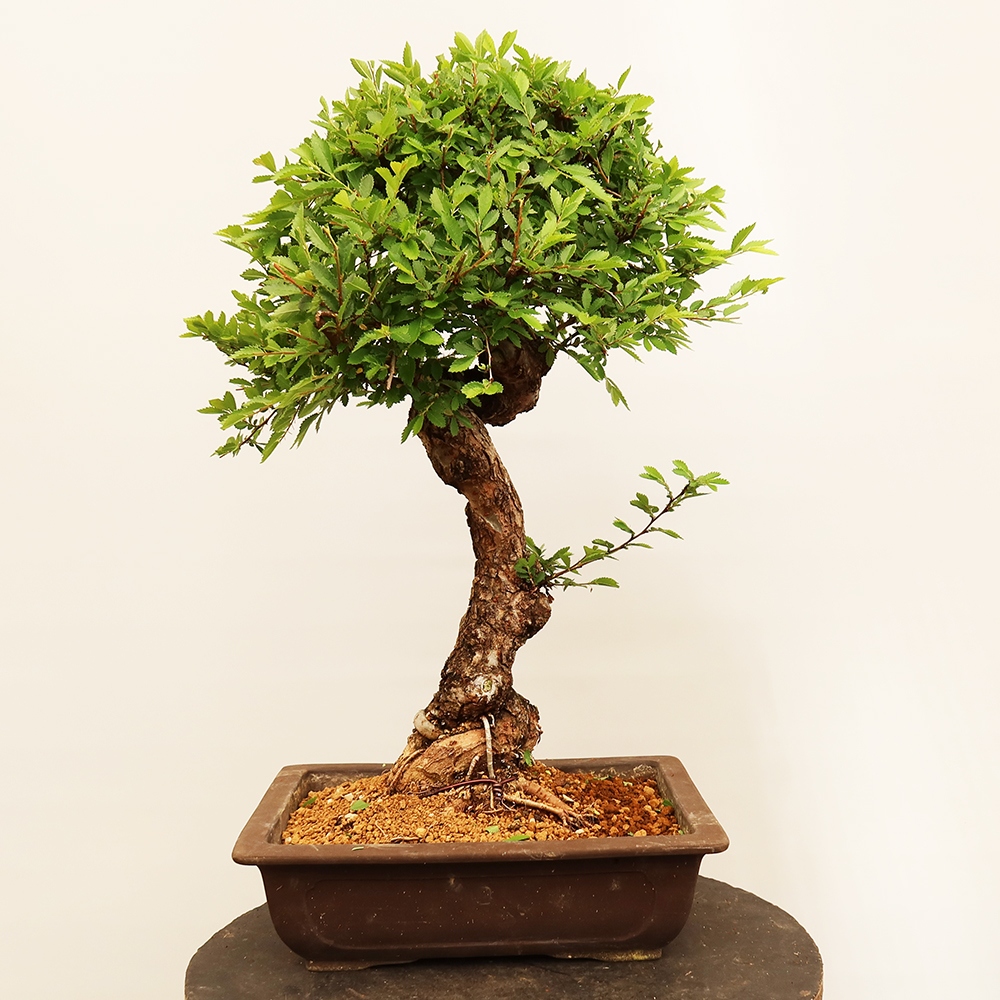 Outdoor bonsai - Zelkova - Zelkova NIRE