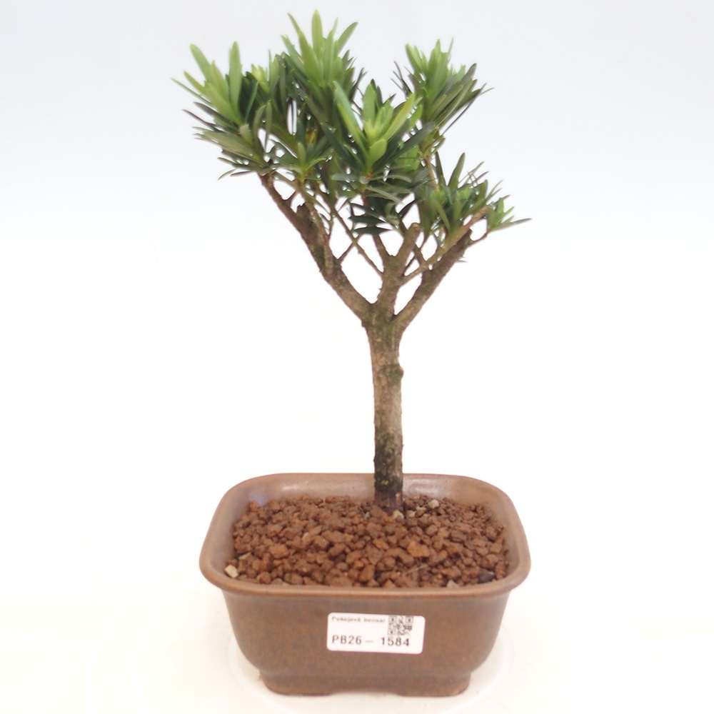 Room bonsai - Podocarpus - Stone Yew