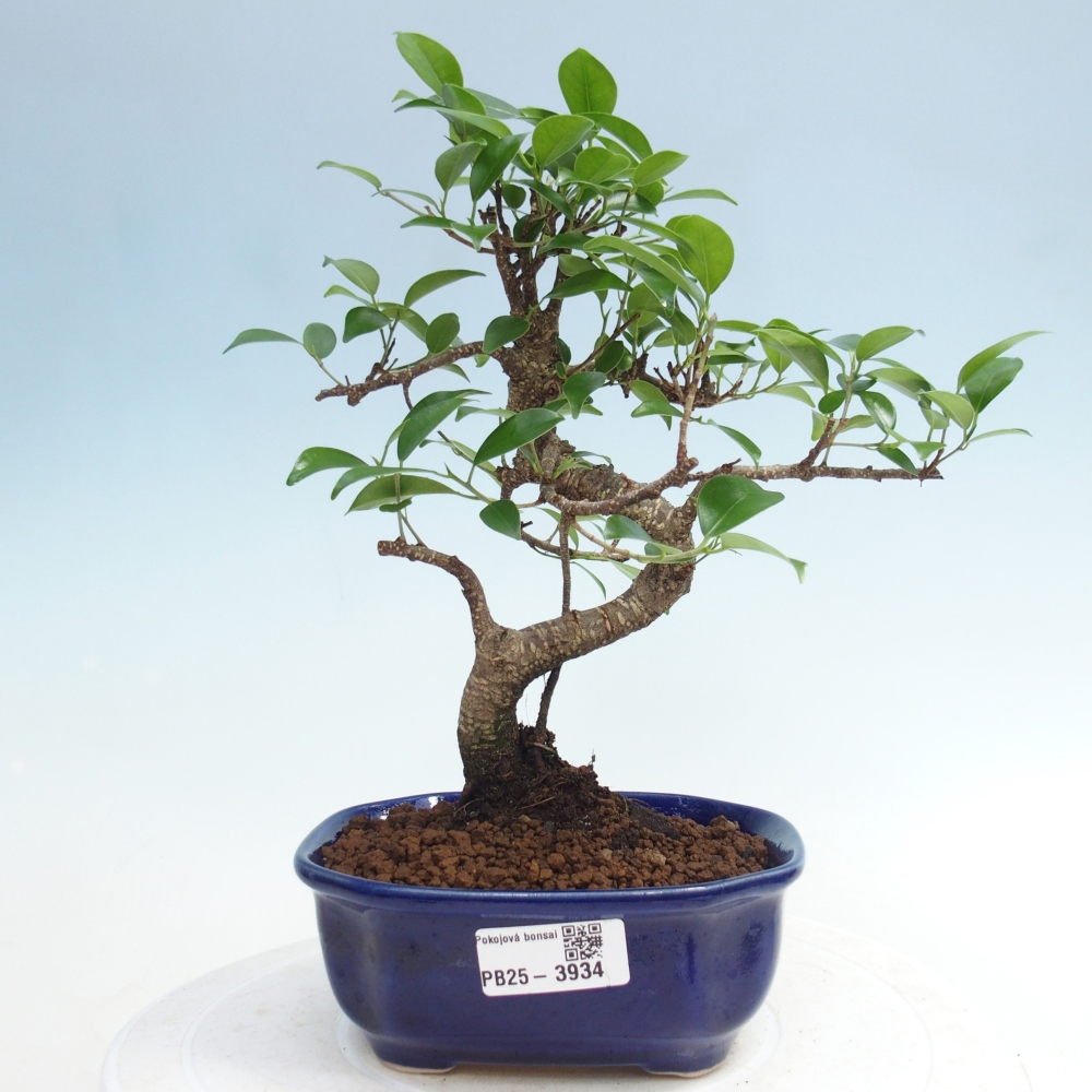 Room bonsai - Ficus retusa - small-leaved ficus