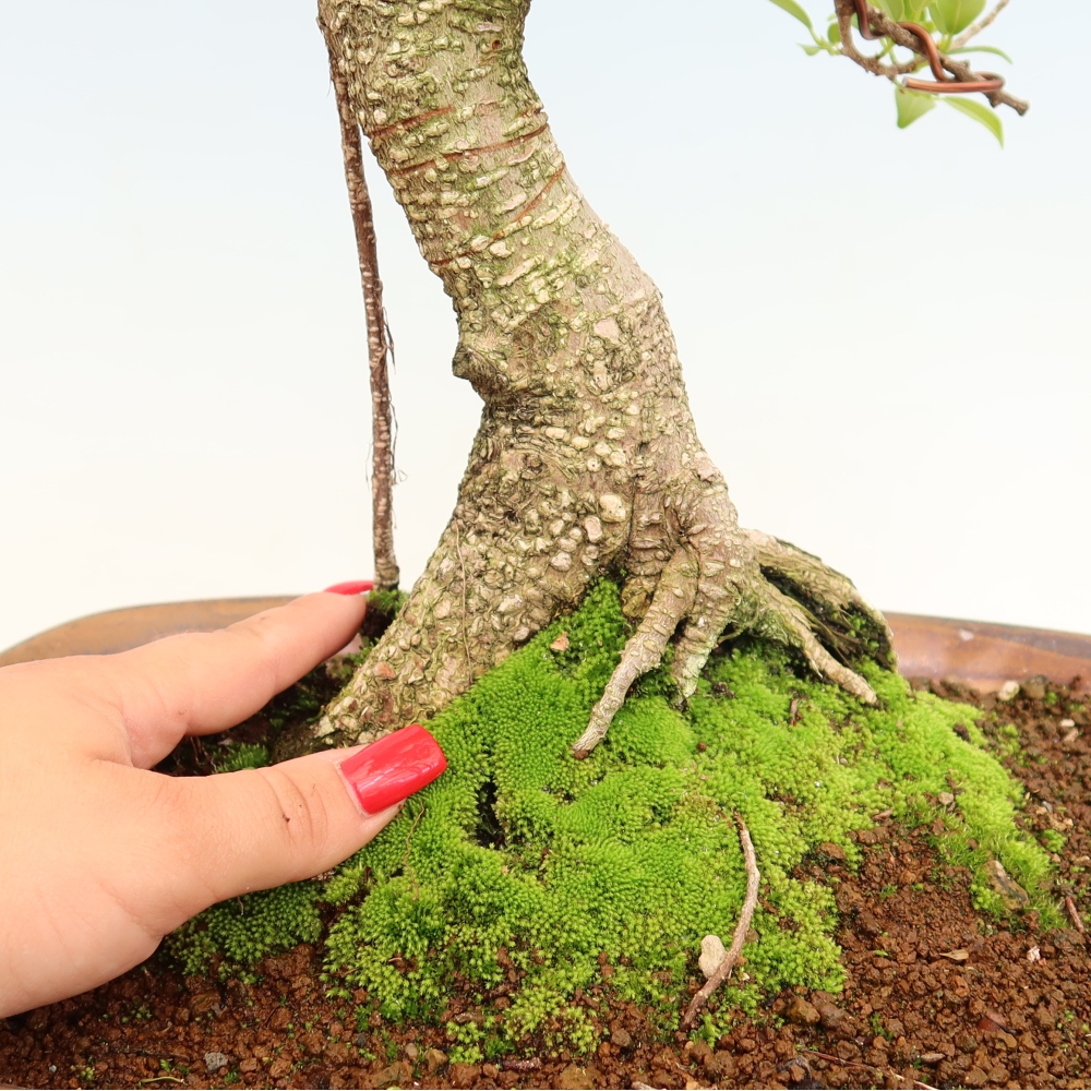 Room bonsai - Ficus kimmen - small-leaved ficus