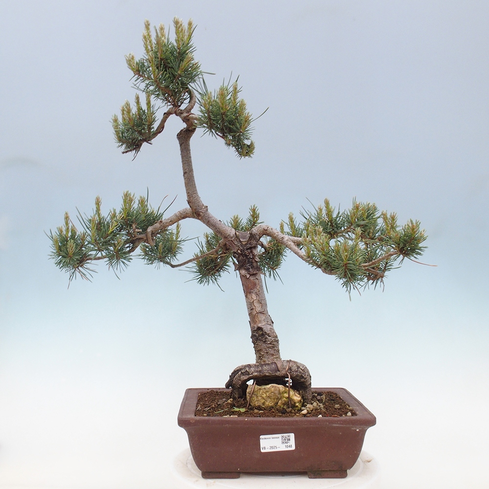 Outdoor bonsai - Pinus Sylvestris - Scots pine