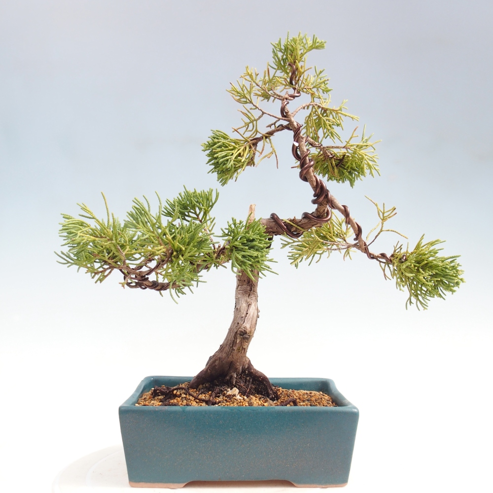 Outdoor bonsai - Juniperus chinensis Kishu