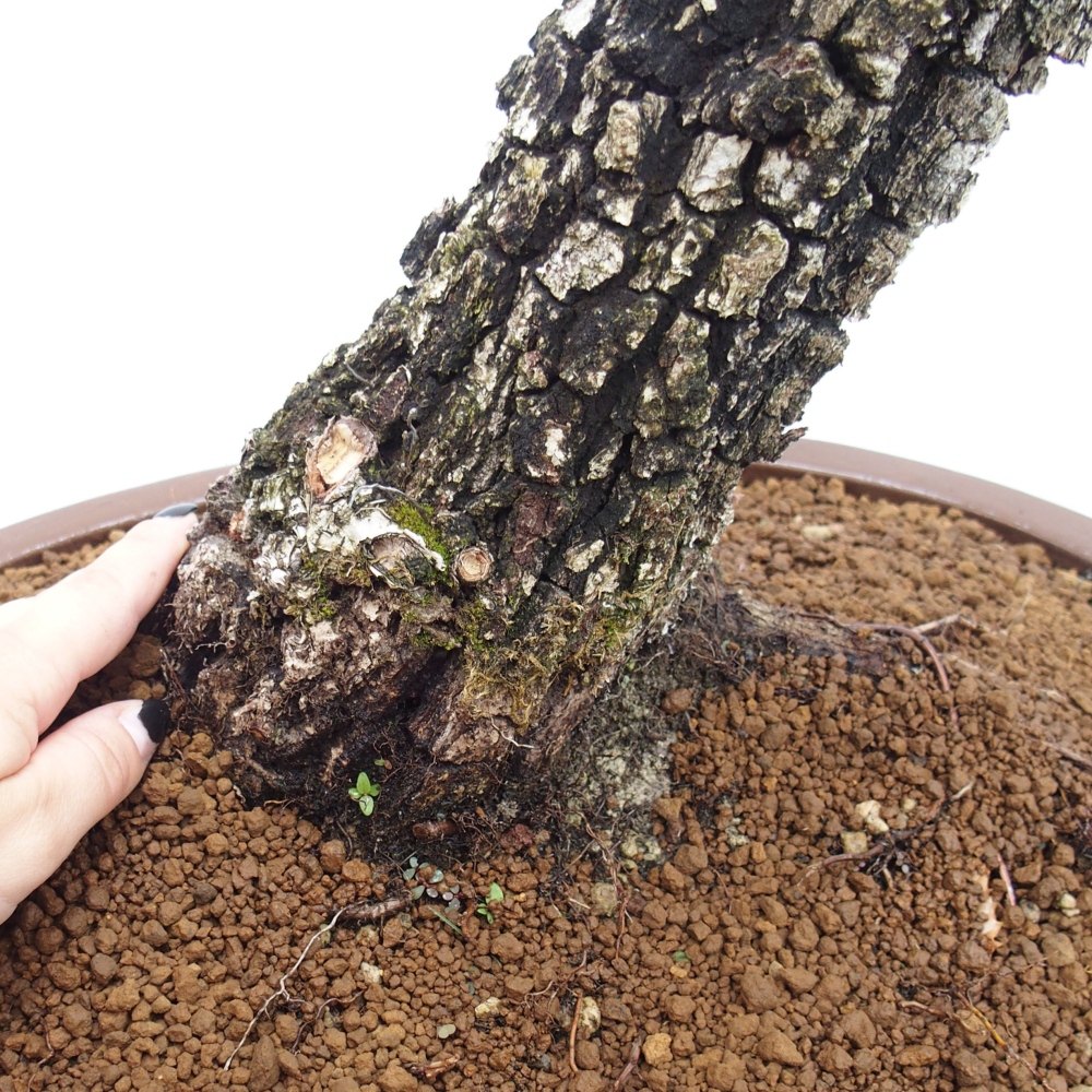 Yamadori - Quercus Ilex - Oak holly