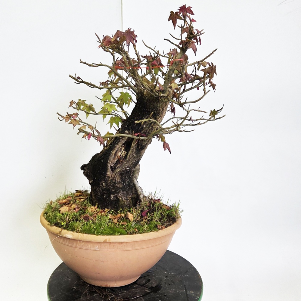 Outdoor bonsai - Western Ambrose - Liquidambar styraciflua