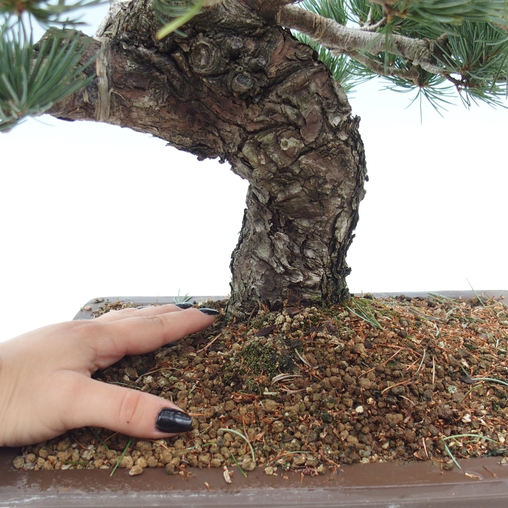 Outdoor bonsai - Pinus parviflora - Small pine tree