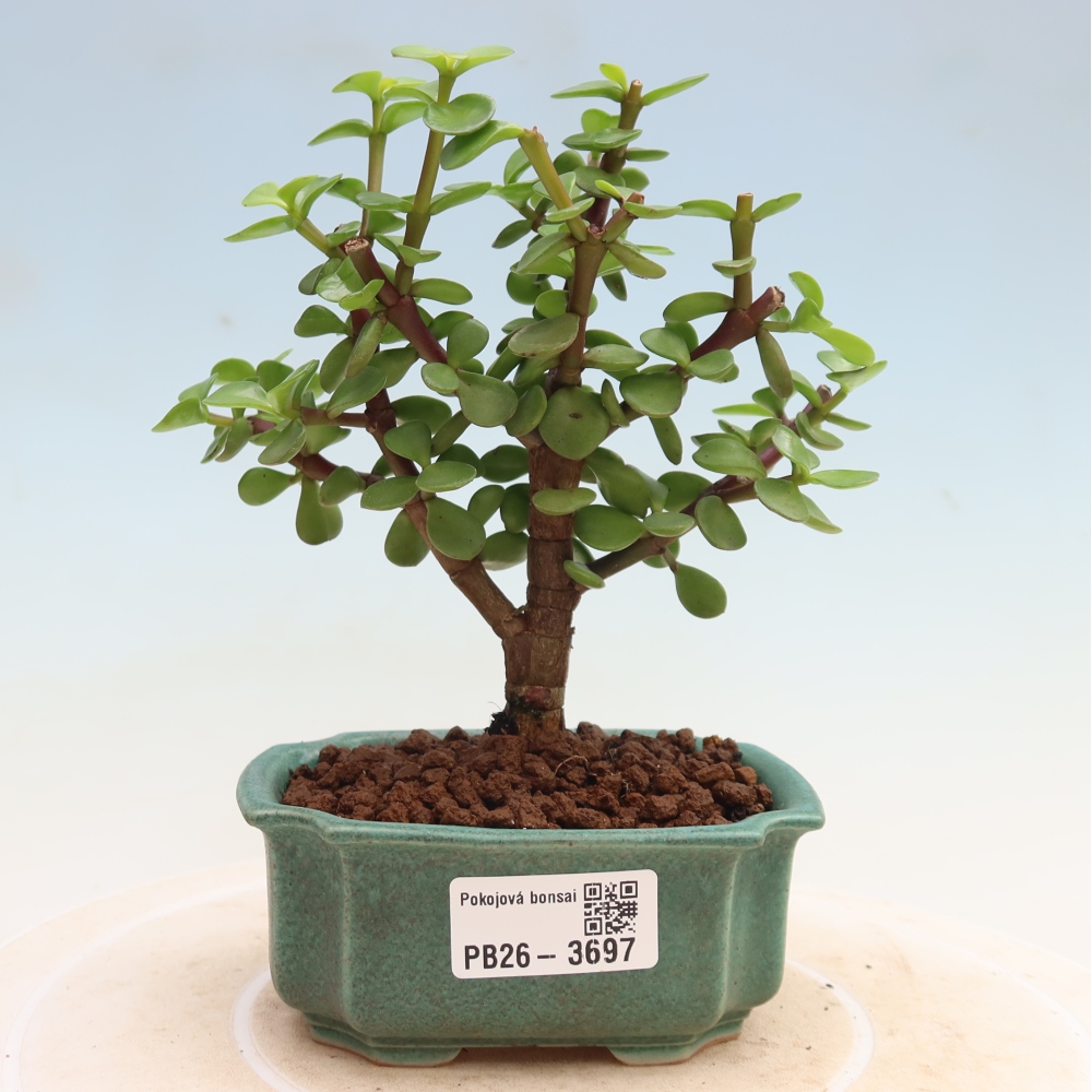 Room bonsai - Portulakaria Afra - Tlustice