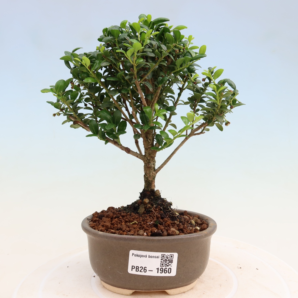Room bonsai - Ilex crenata - Holly