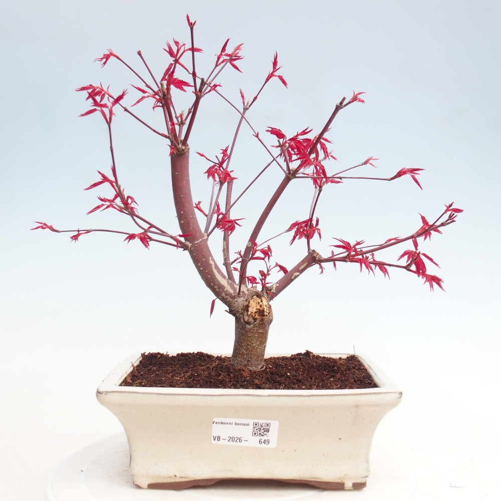 Outdoor bonsai - Acer palmatum DESHOJO