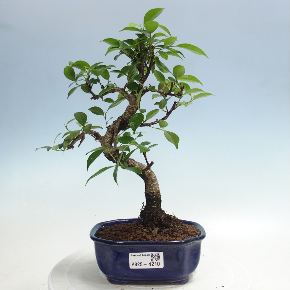 Room bonsai - Ficus retusa - small-leaved ficus