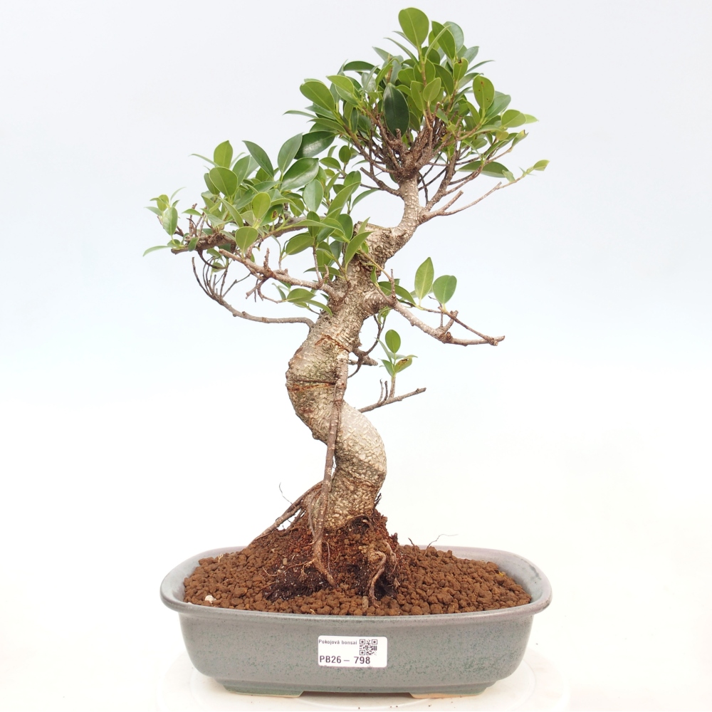 Room bonsai - Ficus kimmen - small-leaved ficus