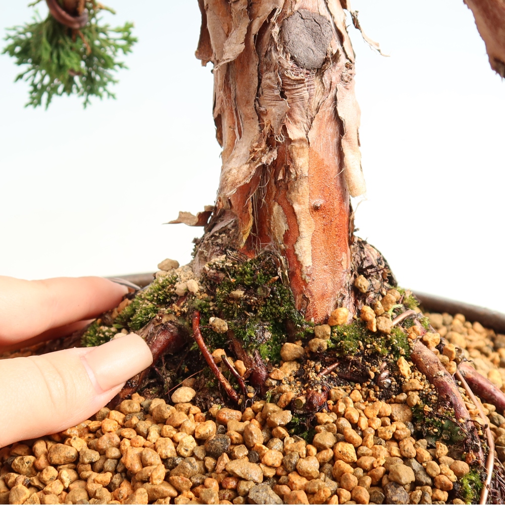 Outdoor bonsai - Juniperus chinensis Kishu