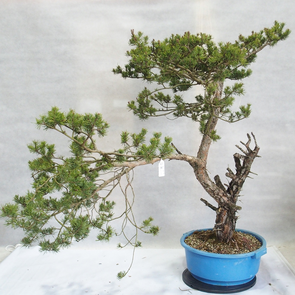Yamadori - Pinus sylvestris 