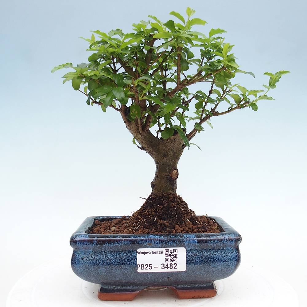 Room bonsai -Ligustrum chinensis - Birds Beak