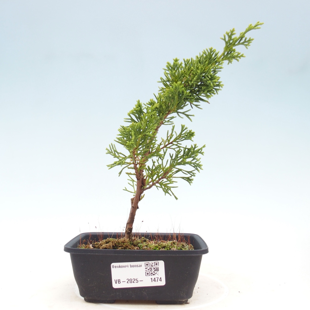 Outdoor bonsai - Juniperus chinensis Itoigawa - Chinese juniper