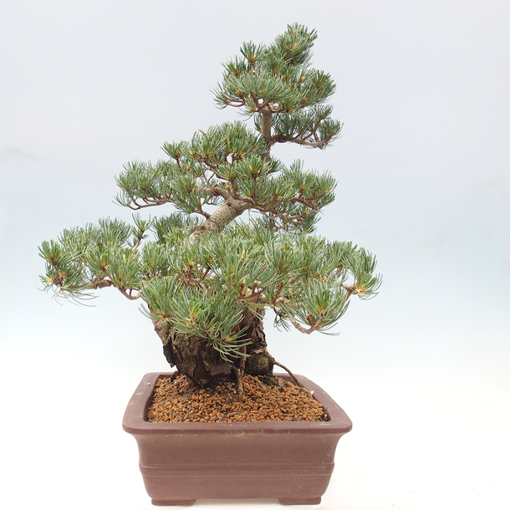 Outdoor bonsai - Pinus parviflora - Pinus parviflora