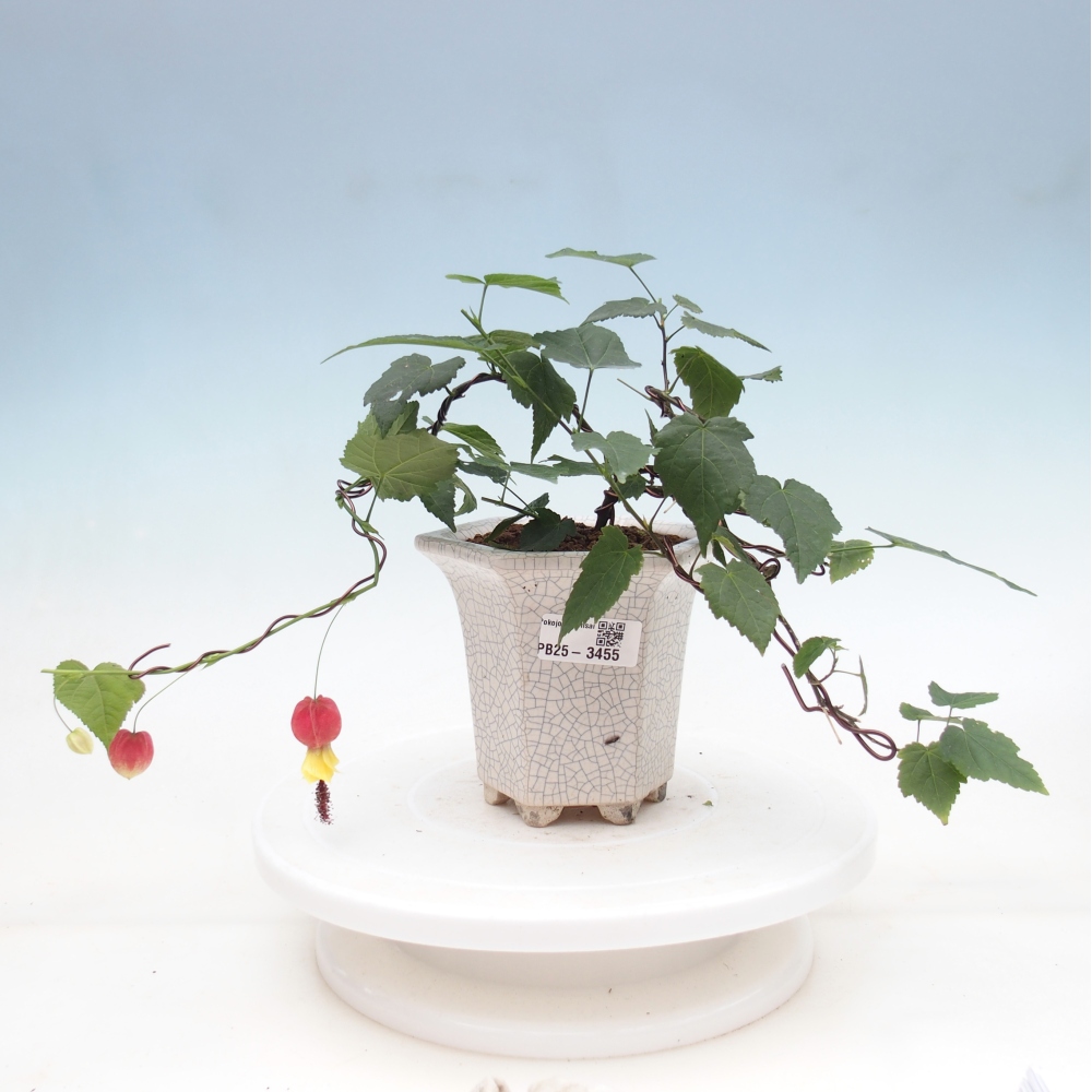 Indoor bonsai - Abutilon Big Bell - Cloudberry