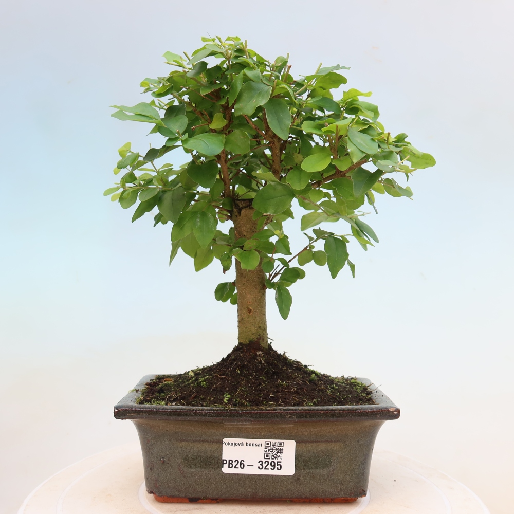 Room bonsai -Ligustrum chinensis - Birds Beak