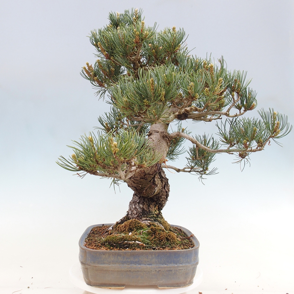 Outdoor bonsai - Pinus parviflora - Pinus parviflora