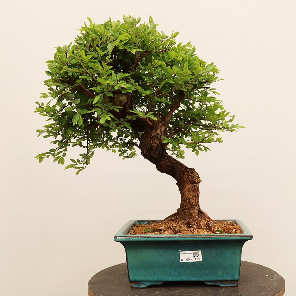 Outdoor bonsai - Zelkova - Zelkova NIRE