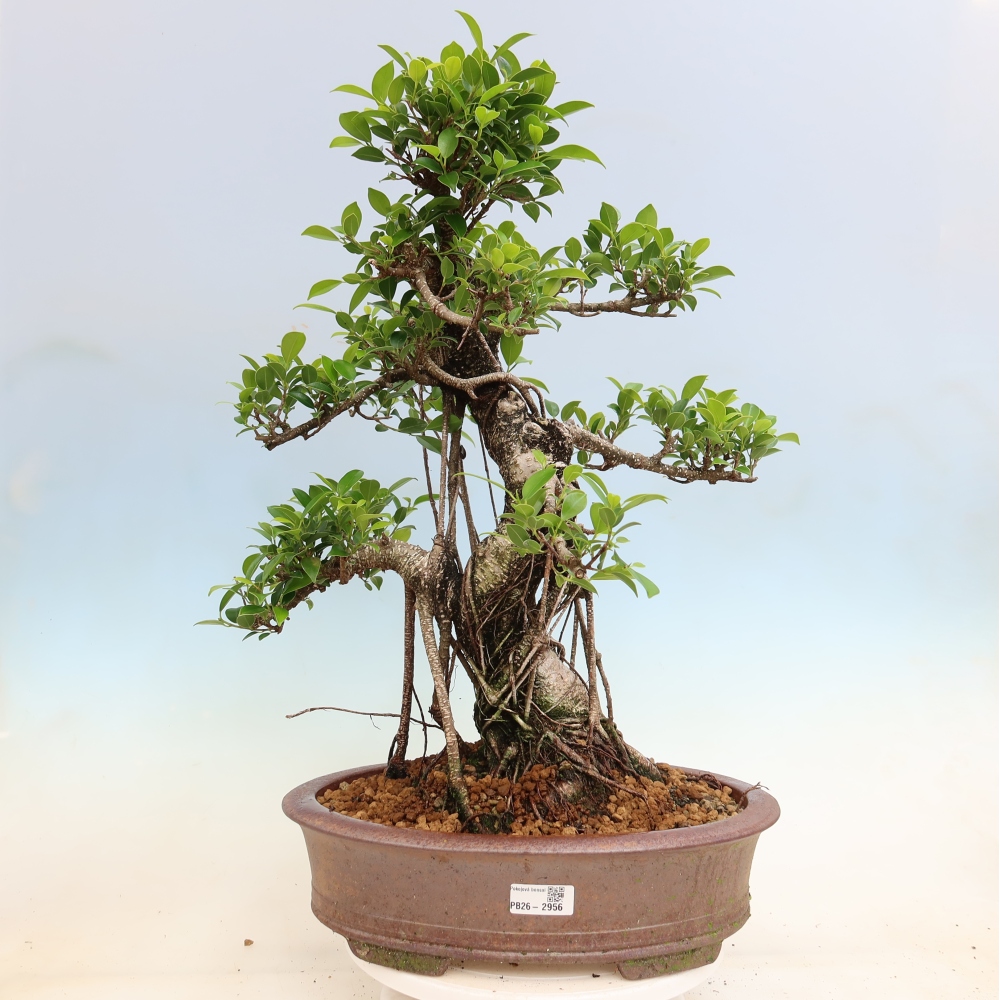 Room bonsai - Ficus kimmen - small-leaved ficus