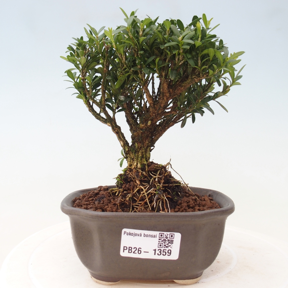 Room bonsai - Buxus harlandii - cork buxus