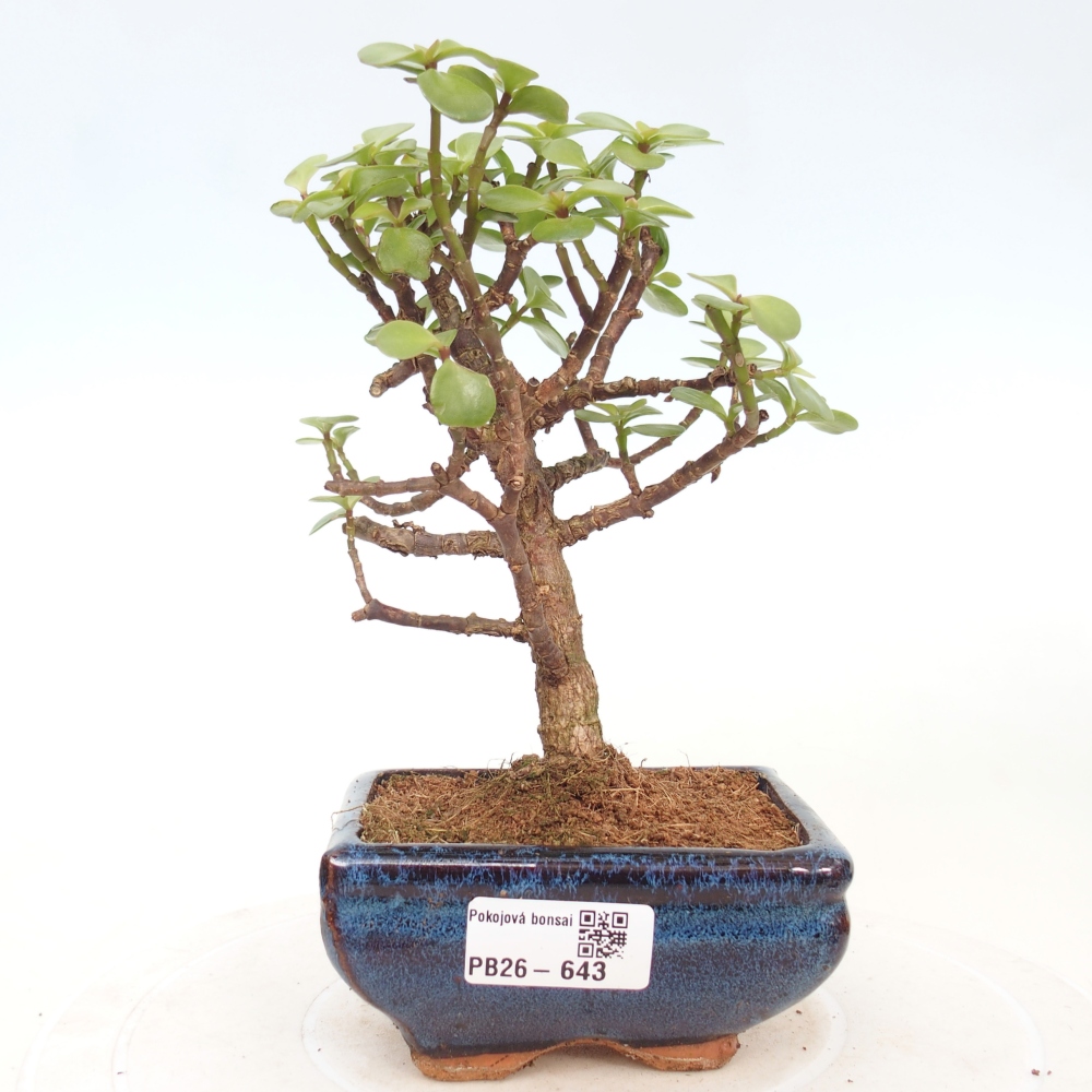 Room bonsai - Portulakaria Afra - Tlustice