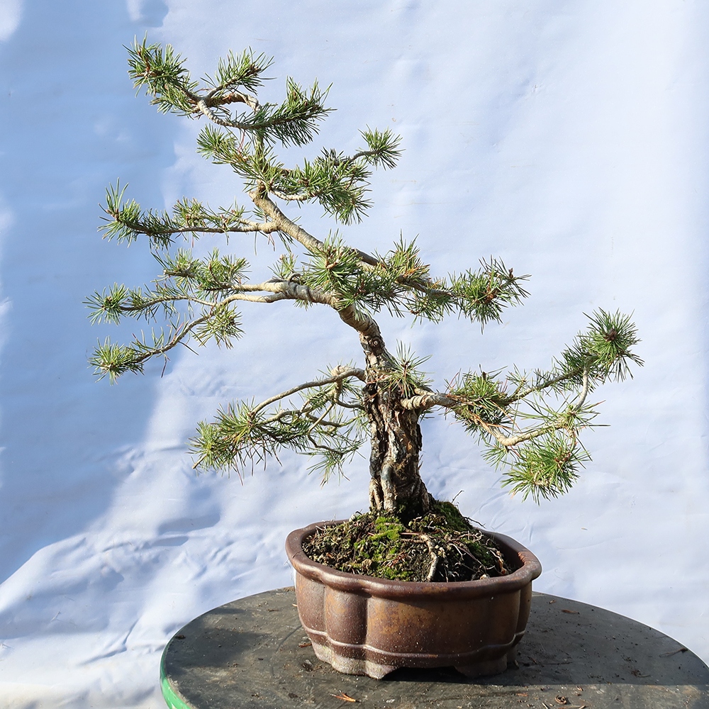 Pinus sylvestris Spain - Scots pine