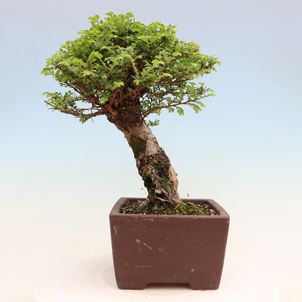 Outdoor Bonsai - Ulmus parvifolia 'Sagei' - Small-leaved Elm