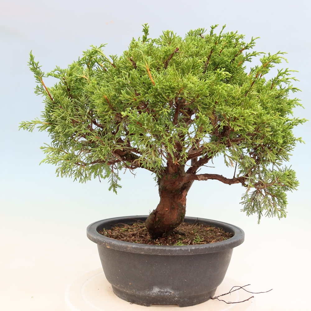 Outdoor Bonsai - Juniperus chinensis Itoigawa - Chinese Juniper