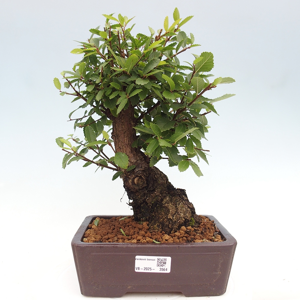 Outdoor bonsai - Zelkova - Zelkova NIRE