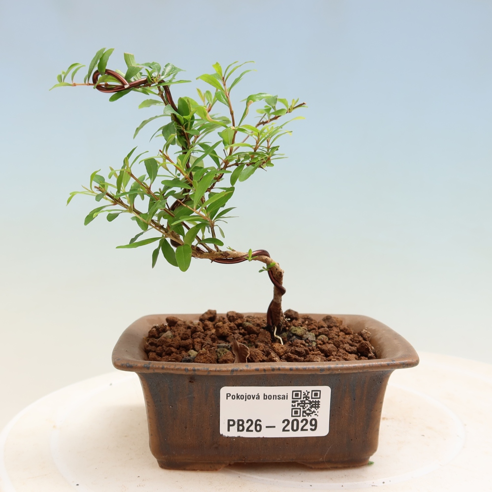 Room bonsai-PUNICA granatum nana-Granate apple
