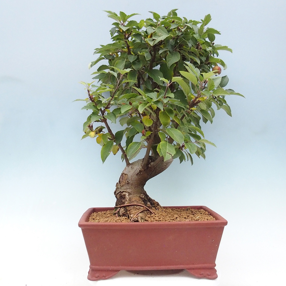 Outdoor bonsai - Malus halliana - Small-fruited apple tree