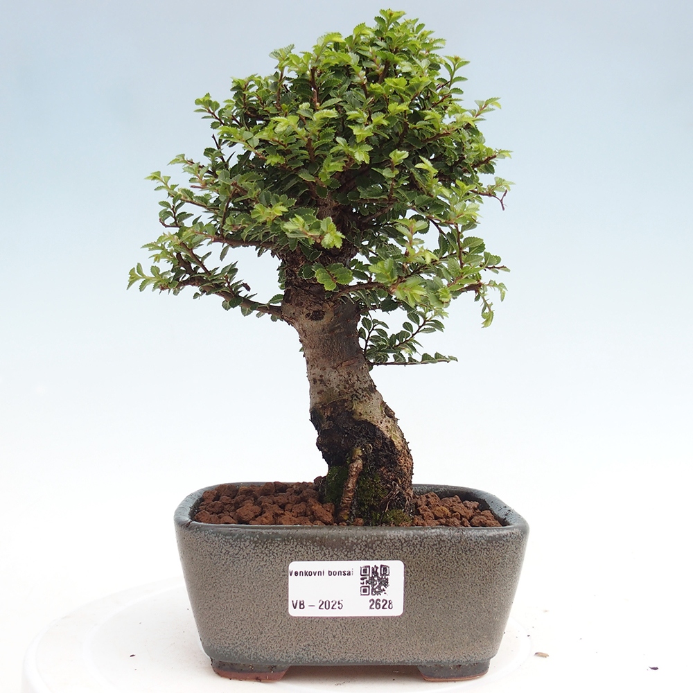 Outdoor bonsai - Ulmus parvifolia Hokkaido - Chinese elm