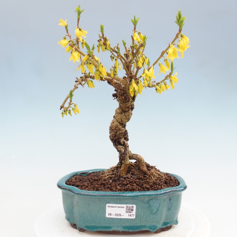 Outdoor bonsai - Forsythia - Forsythia koreana