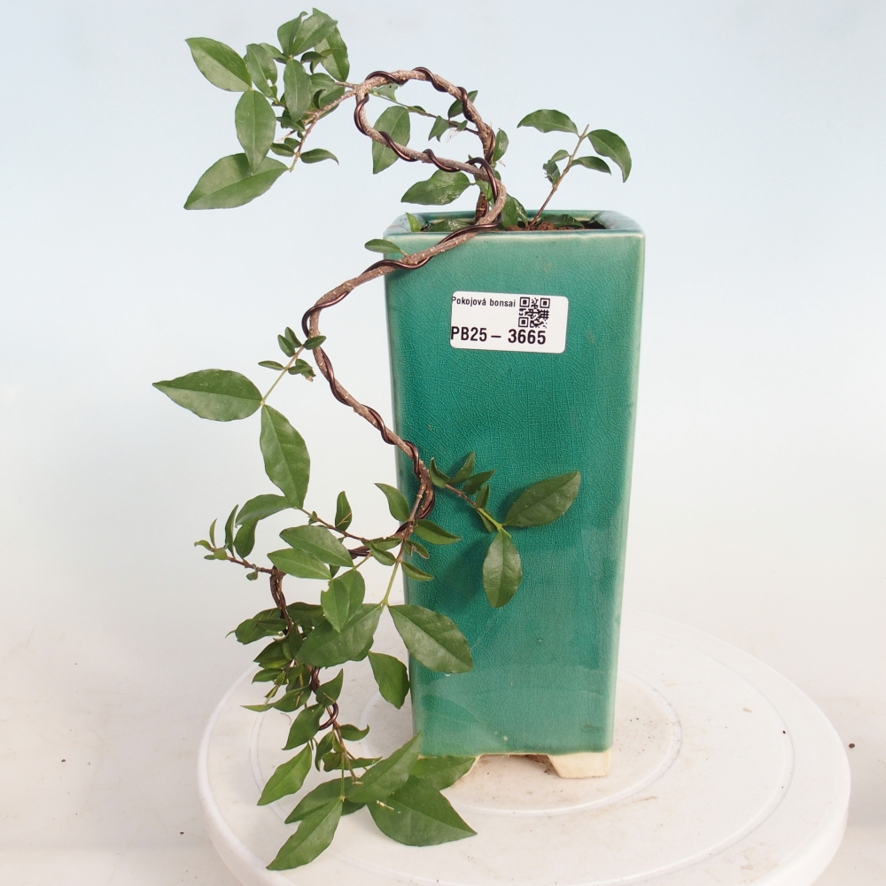 Room bonsai - Malpighia coccigera- Barbdor Cherry
