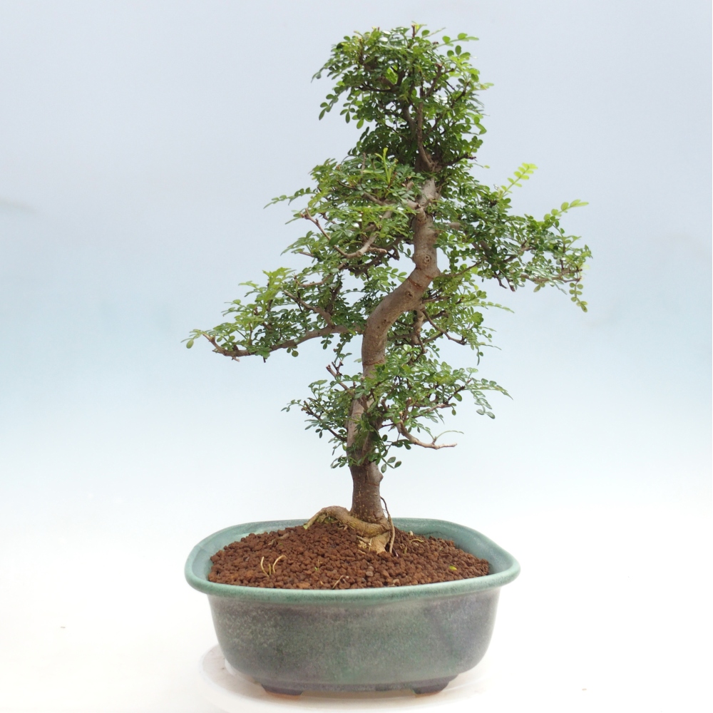 Room bonsai - Zantoxylum piperitum - pepper tree