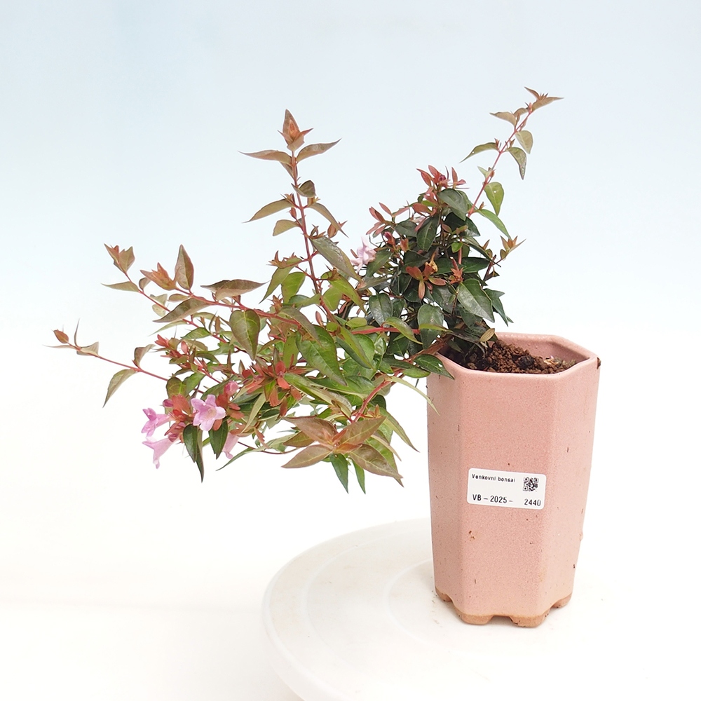 Outdoor bonsai - Abelia Grandiflora - Abelia grandiflora