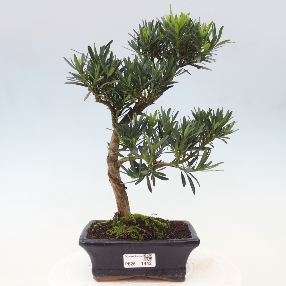 Room bonsai - Podocarpus - Stone Yew