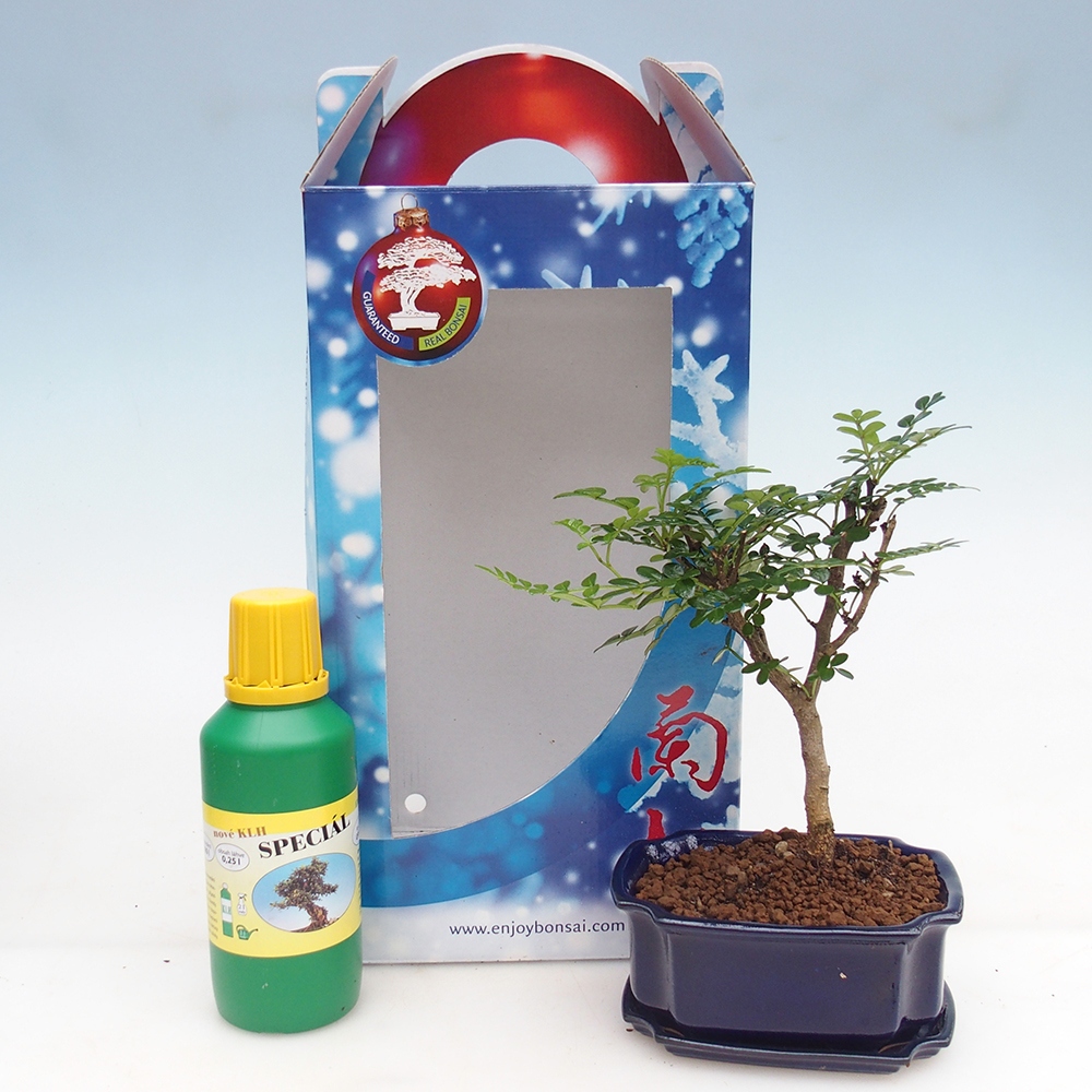 Room bonsai in gift box Zantoxylum piperitum - Pepper tree